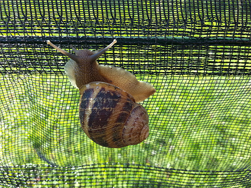 Lumaca nell'allevamento