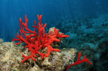 Corallo rosso sul fondale marino