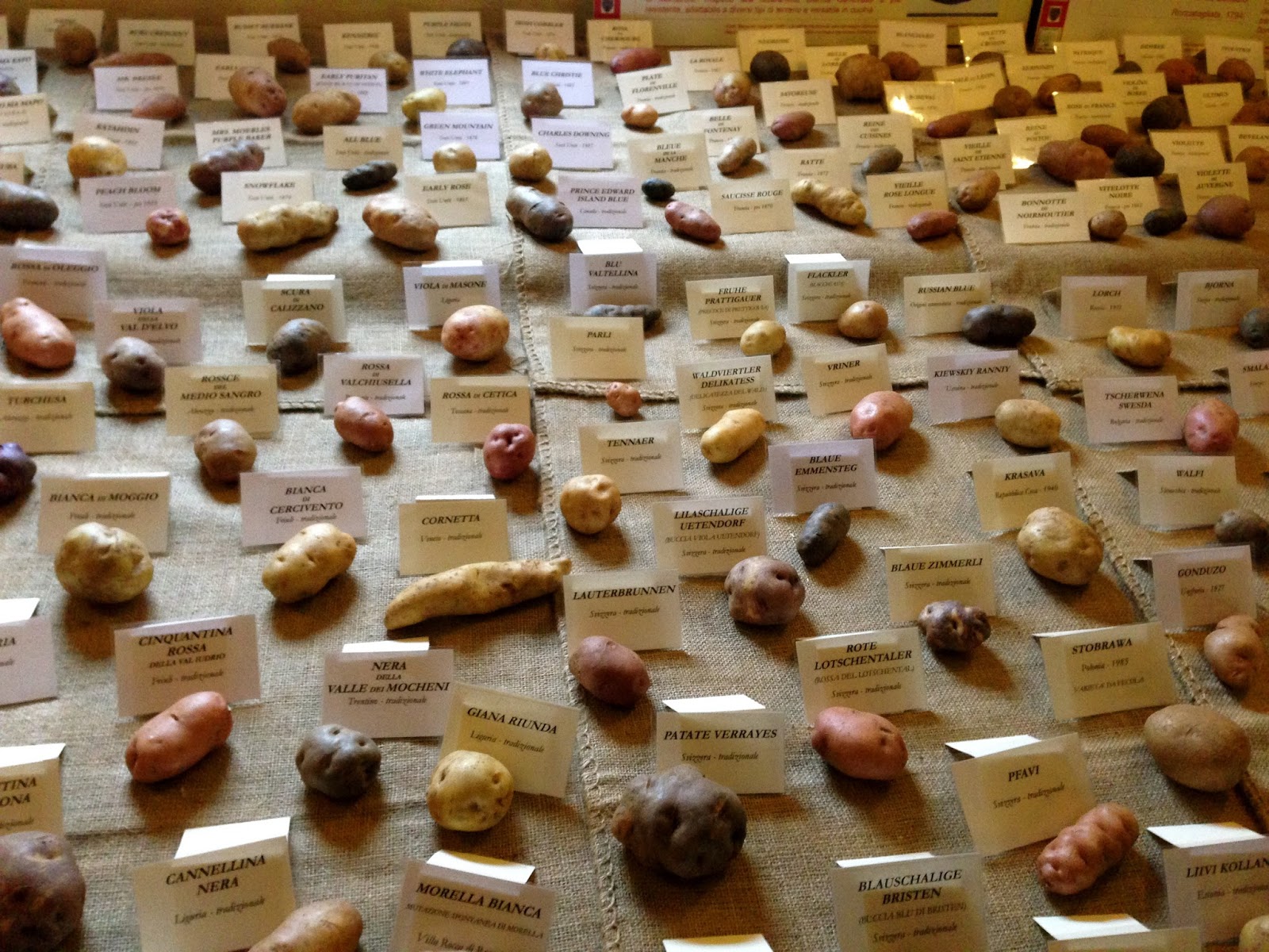 Varietà di patate in mostra al Castello di Paderna