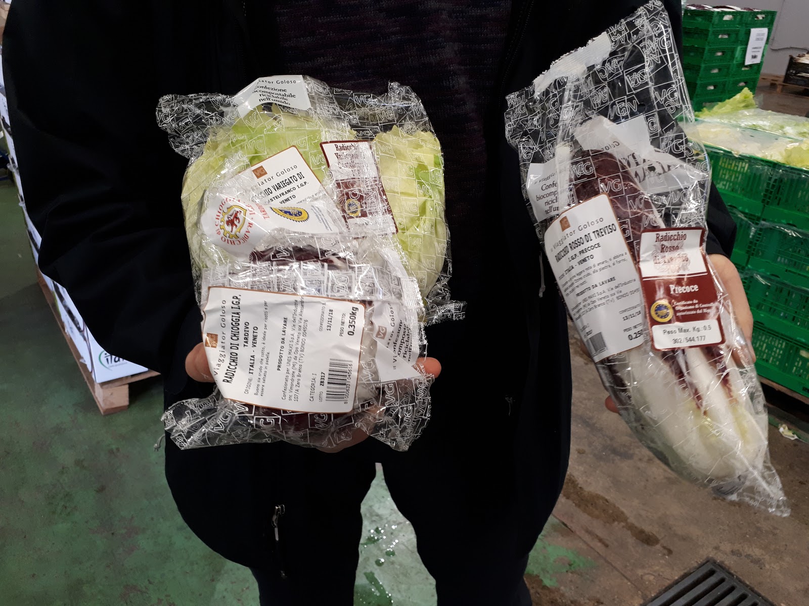 Il radicchio Rosso di Treviso IGP pronto per essere consegnato alla grande distribuzione