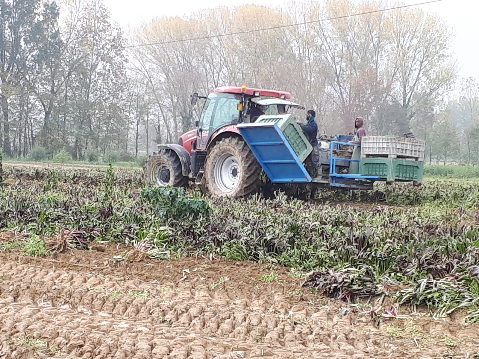 Campi di Radicchio Rosso di Treviso IGP