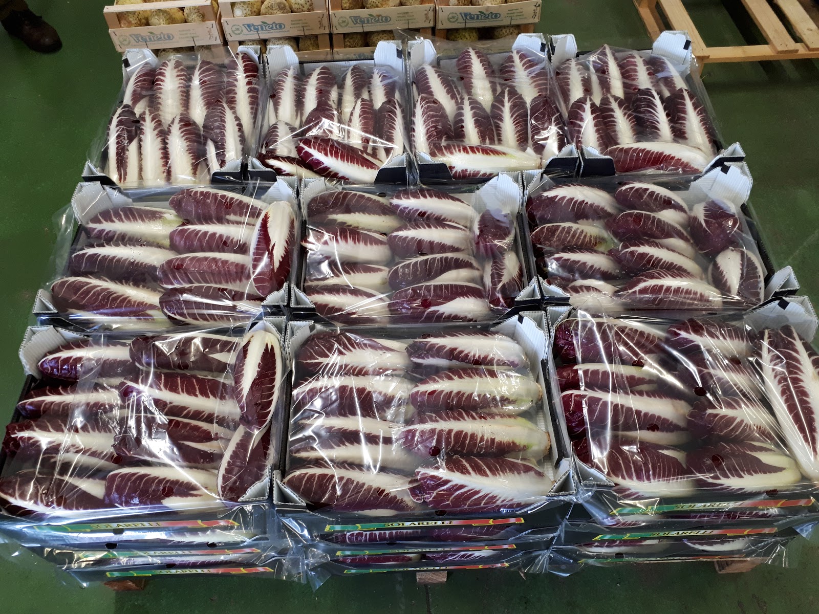 Radicchio Rosso di Treviso IGP