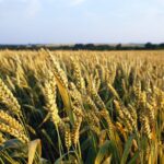 Un campo di grano jervicella nelle Marche