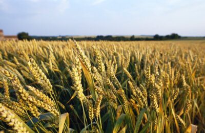 Un campo di grano jervicella nelle Marche