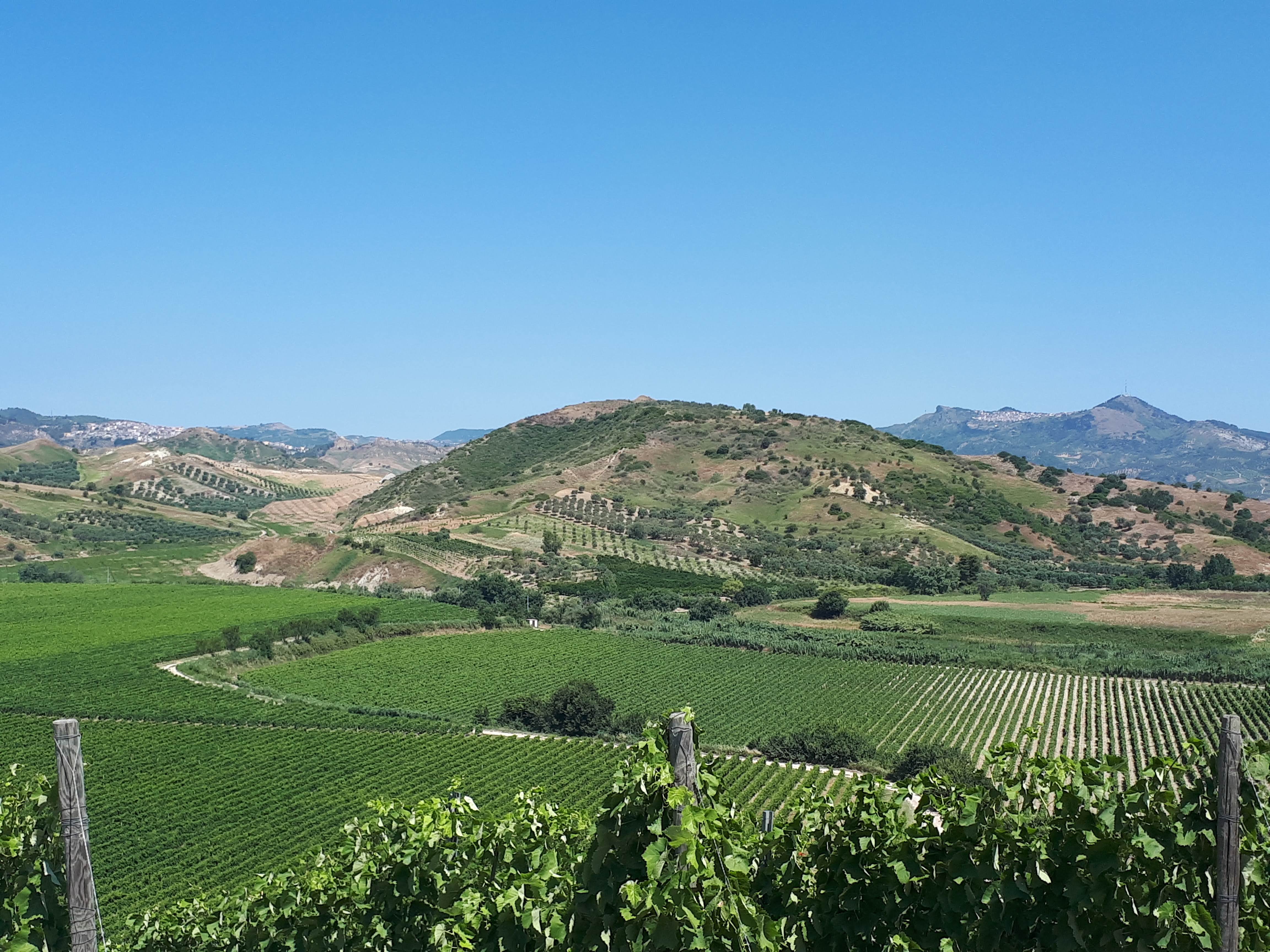 Vigneti Librandi a Rocca di Neto