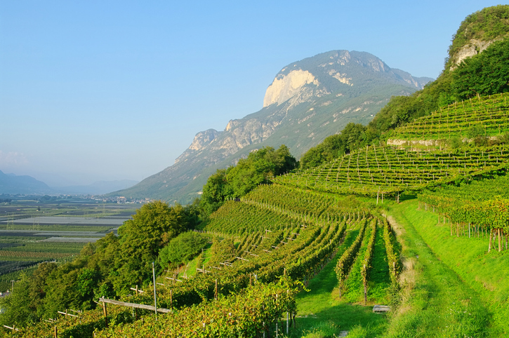 Paesaggio e vigneti in Trentino