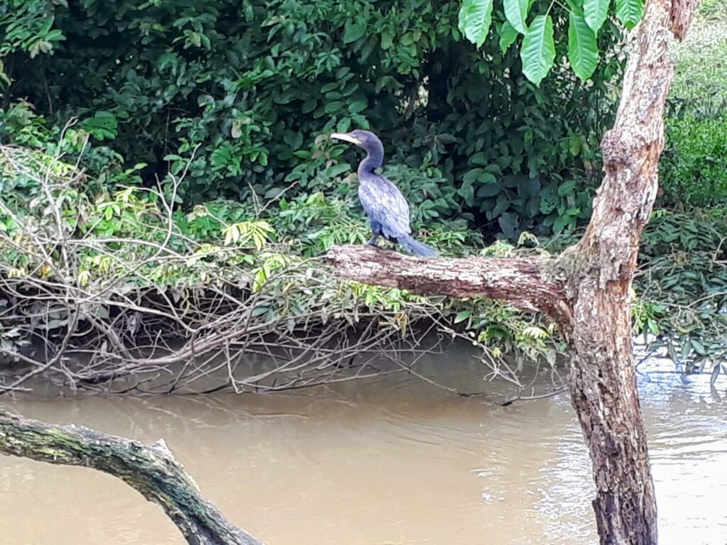 Un uccello nel Cano Negro (Costa Rica)