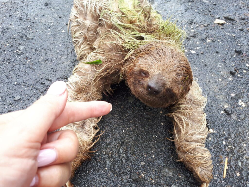 Un bradipo, la mascotte del Costa Rica