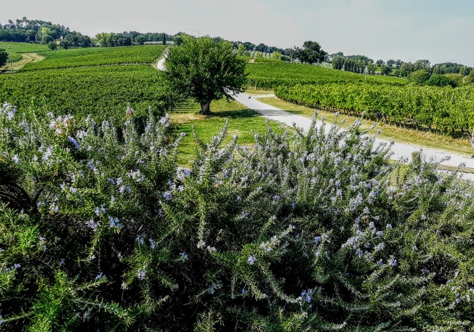 
Azienda vinicola Arnaldo Caprai, Montefalco