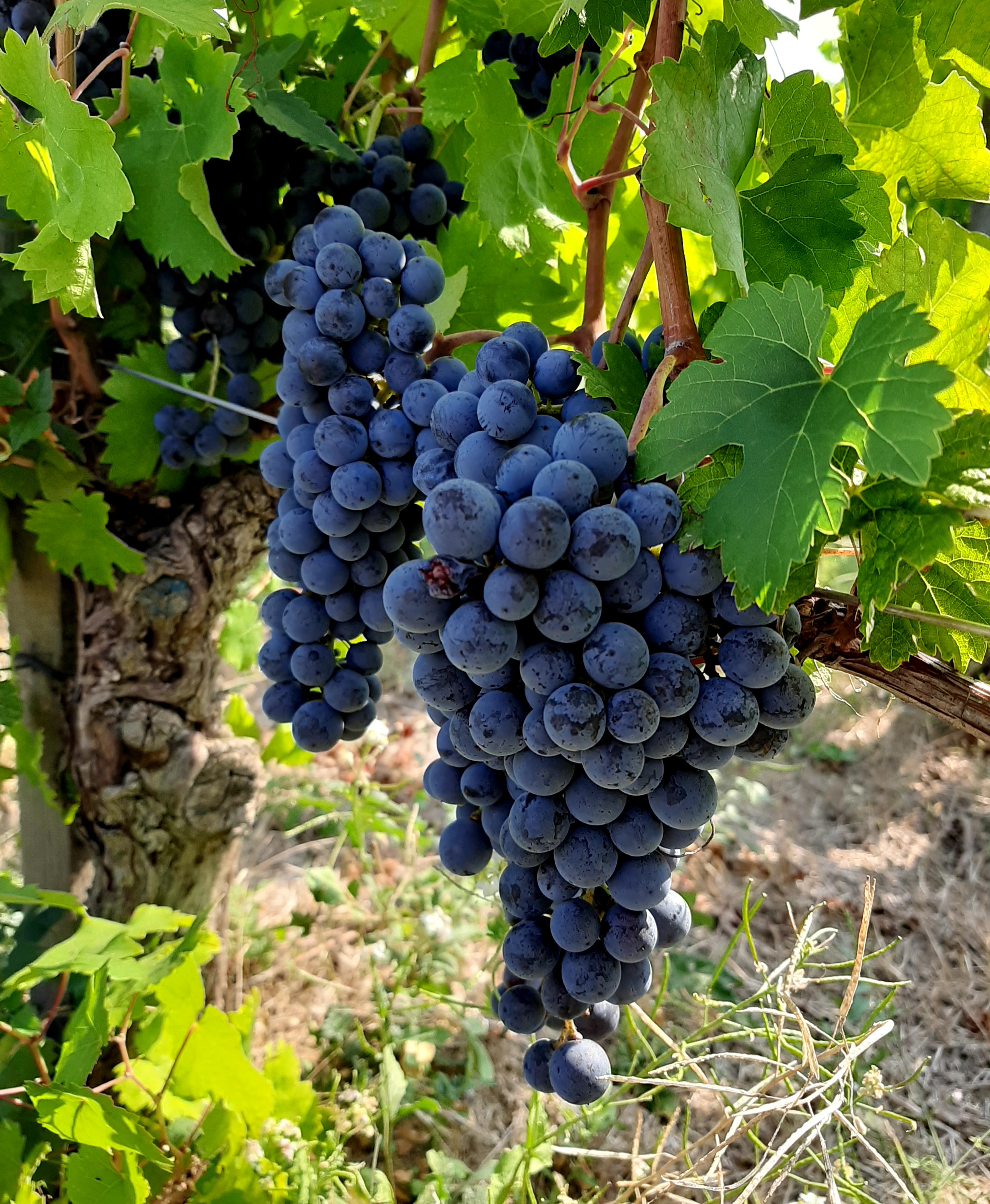 Grappolo di Sagrantino, azienda vinicola Arnaldo Caprai