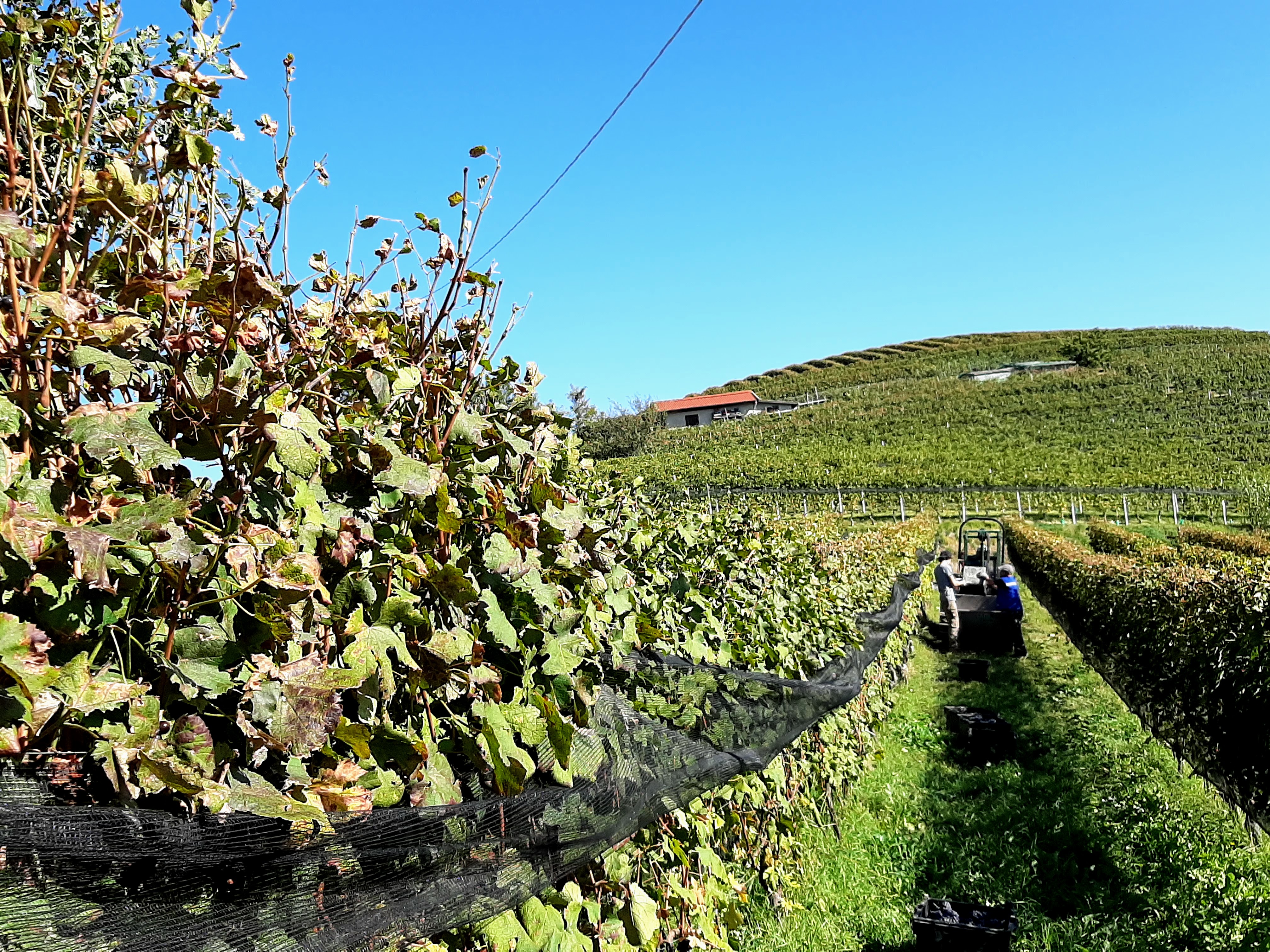 Vigneto Prapò, Serralunga d'Alba