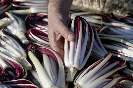 Radicchio Rosso di Treviso IGP - Tardivo