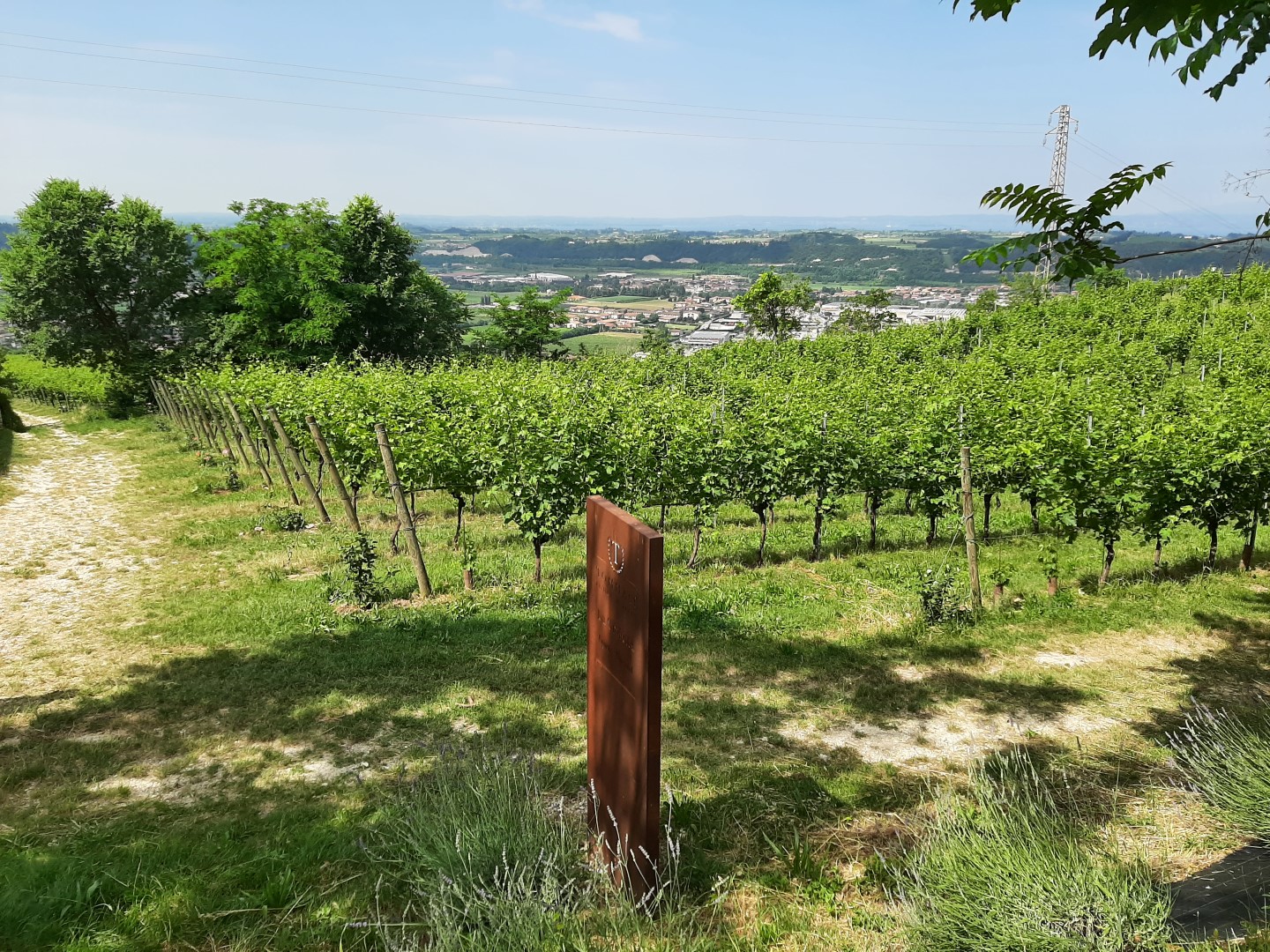 Vigneto "la Groletta" di Tommasi con vista sul Lago di Garda