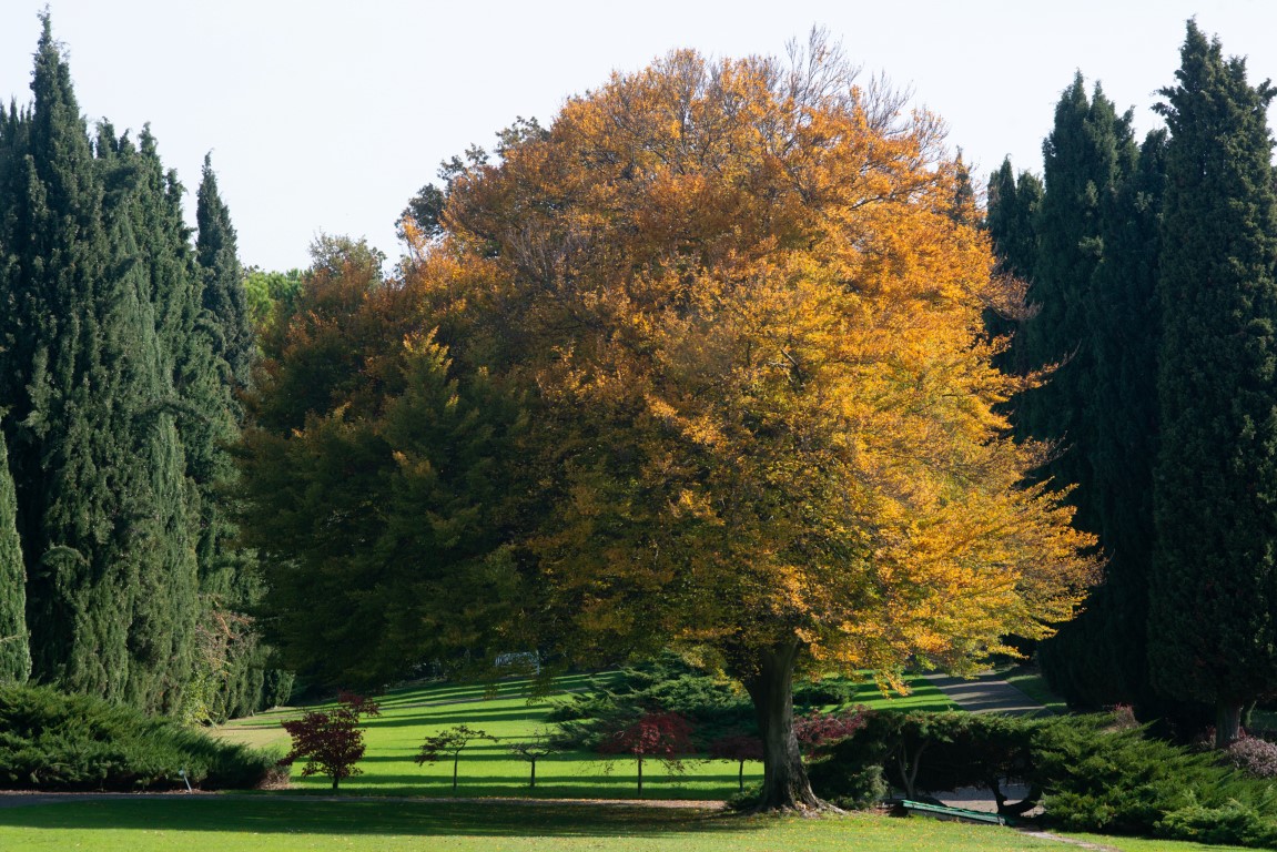 Parco giardino Sigurtà, foliage, autunno