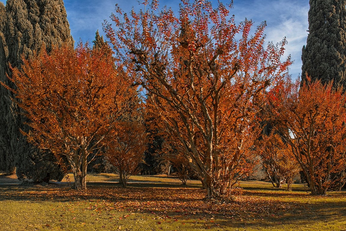 Parco giardino Sigurtà, foliage, autunno