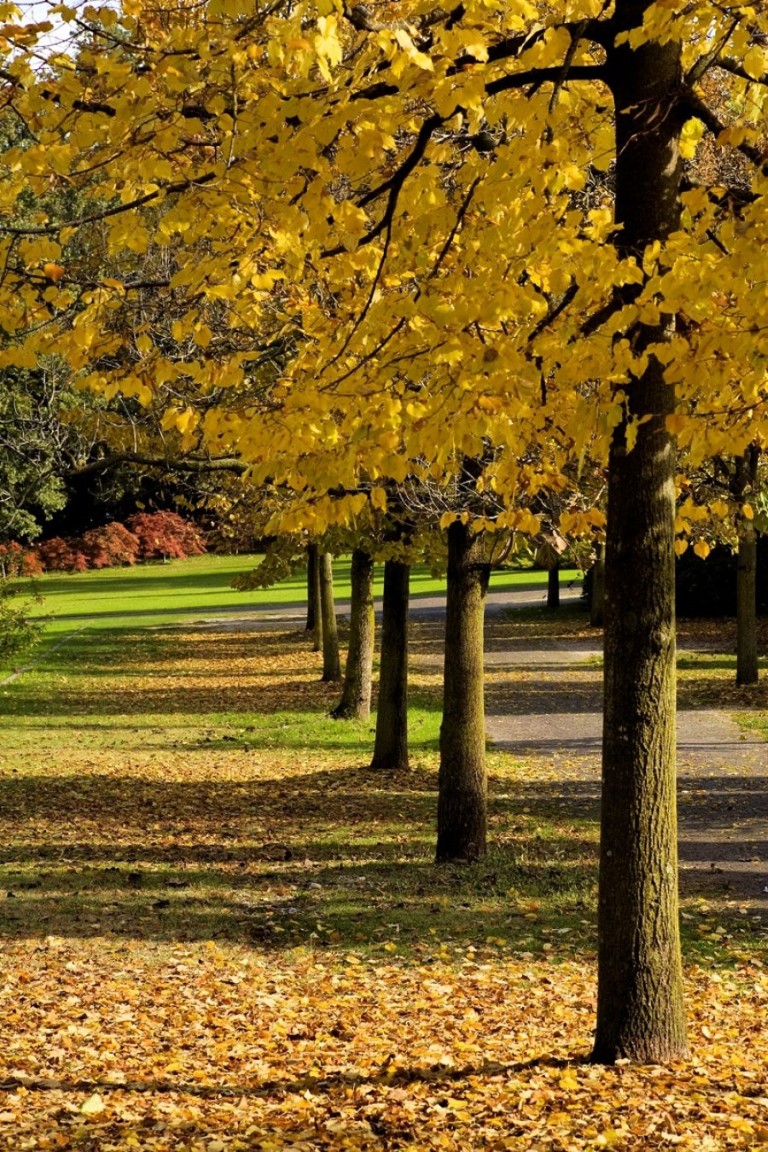 Parco giardino Sigurtà, foliage, autunno