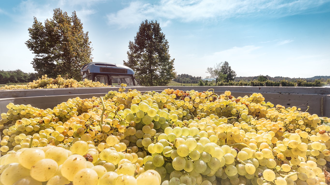 enoturismo, Collio, vendemmia