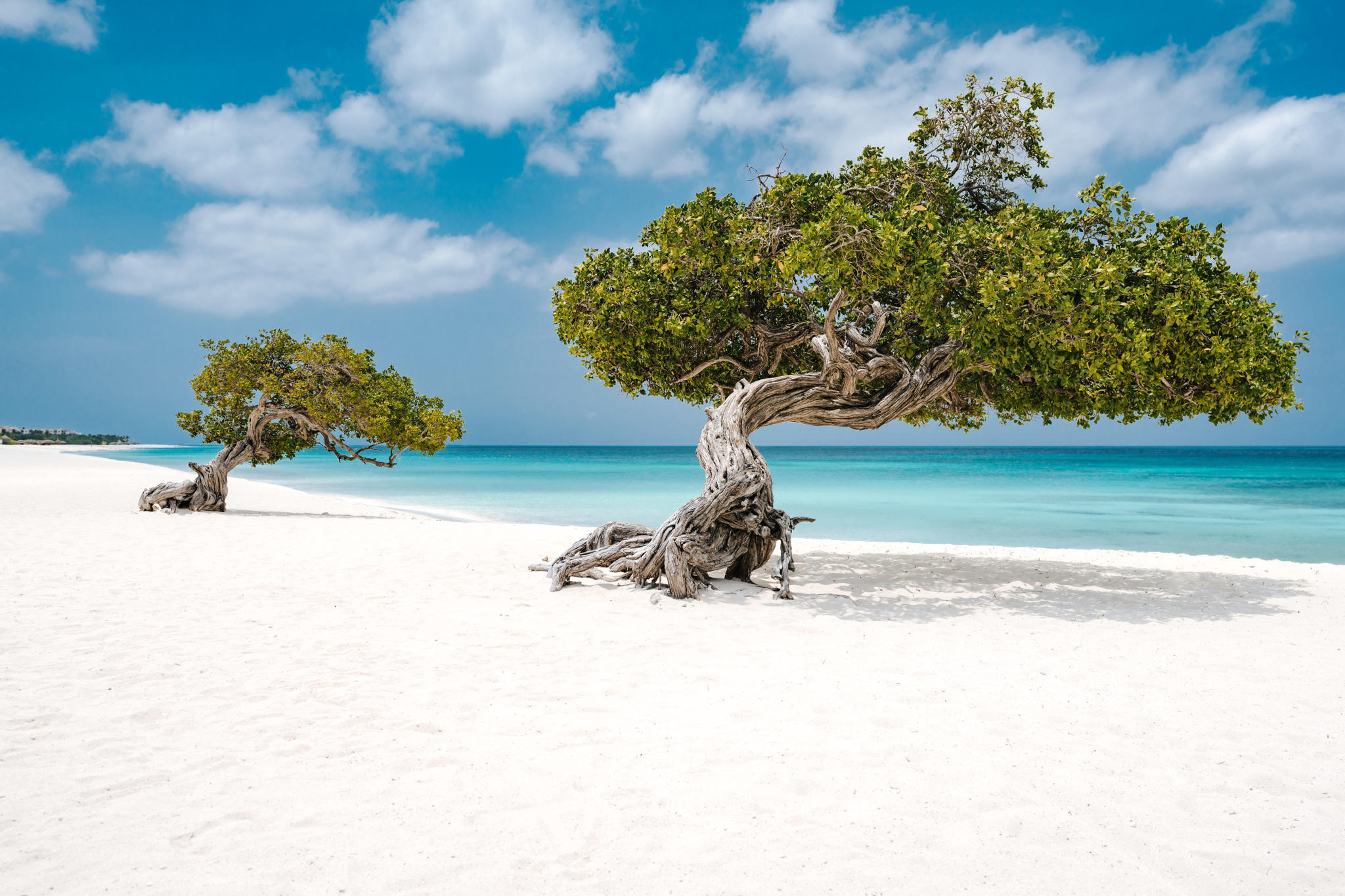 Fofoti Trees sulla Eagle Beach di Aruba