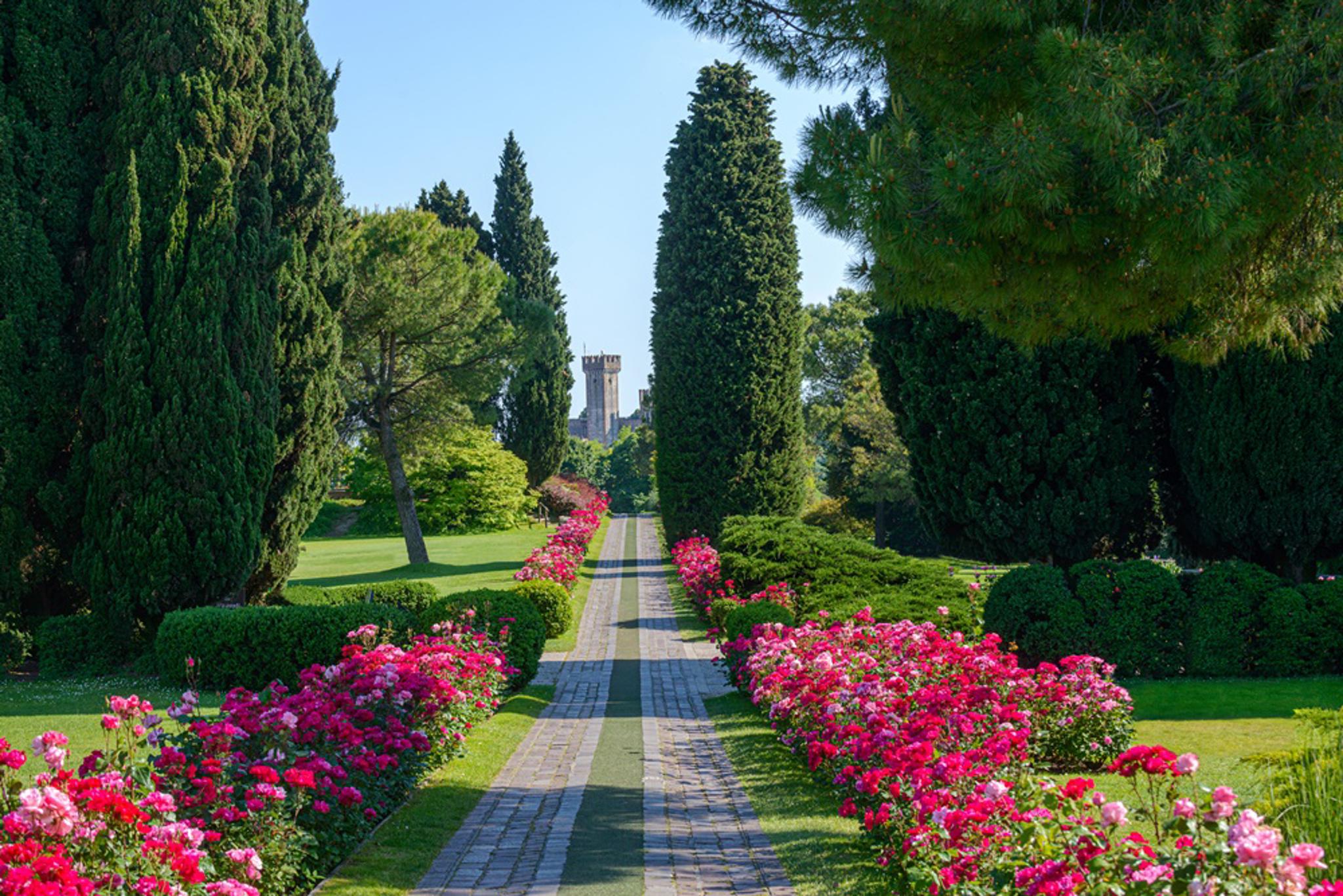 Il Viale delle Rose nel Parco Giardino Sigurtà (Verona)