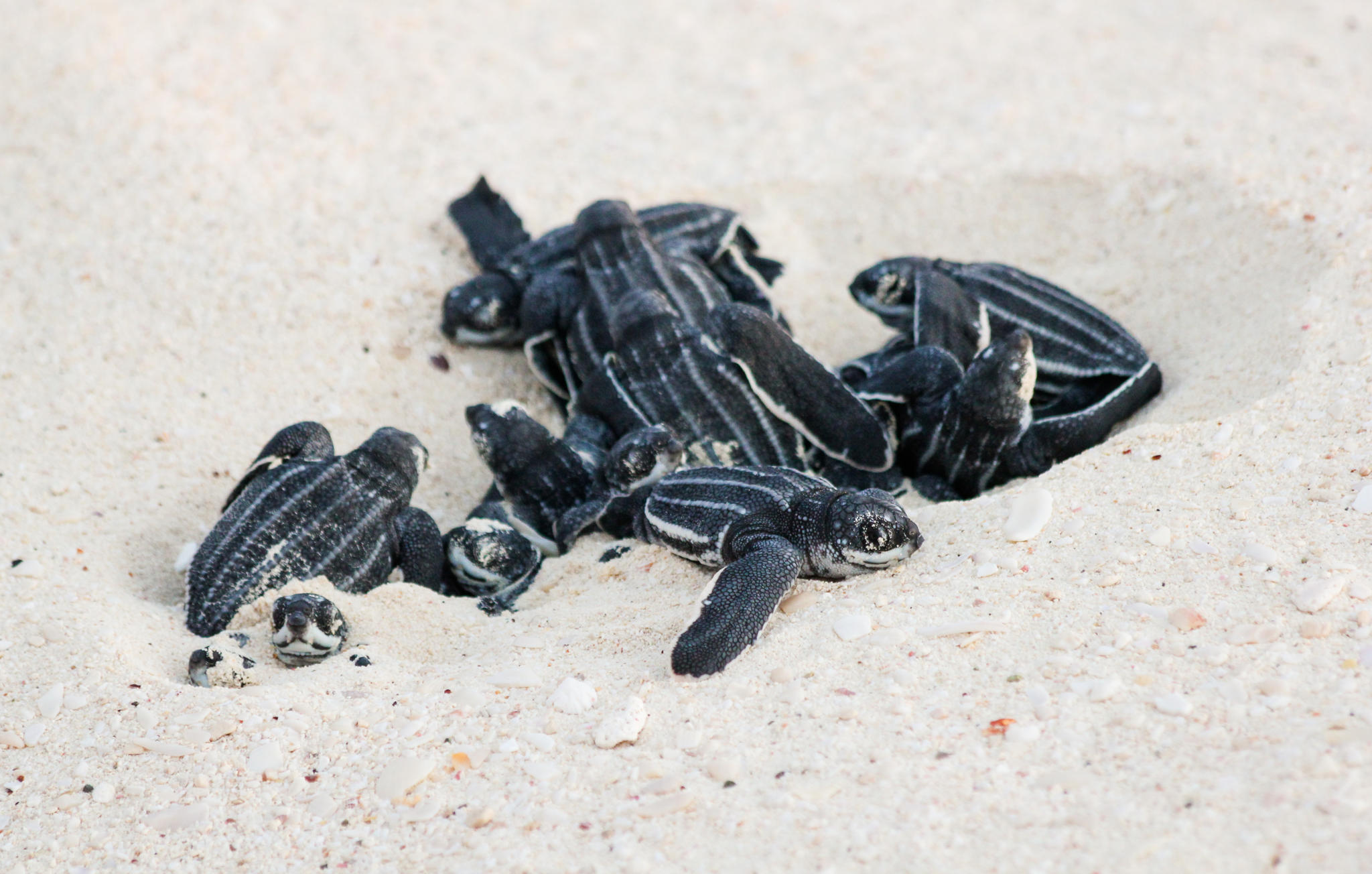 Tartarughe sulla spiaggia di Aruba