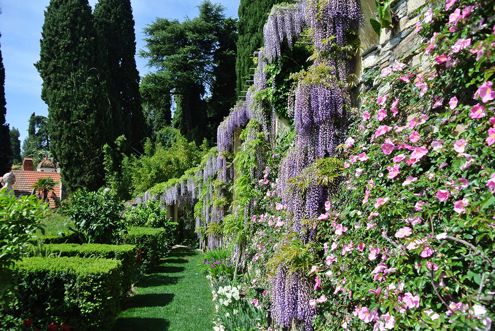 Glicini a Villa della Pergola (Alassio)