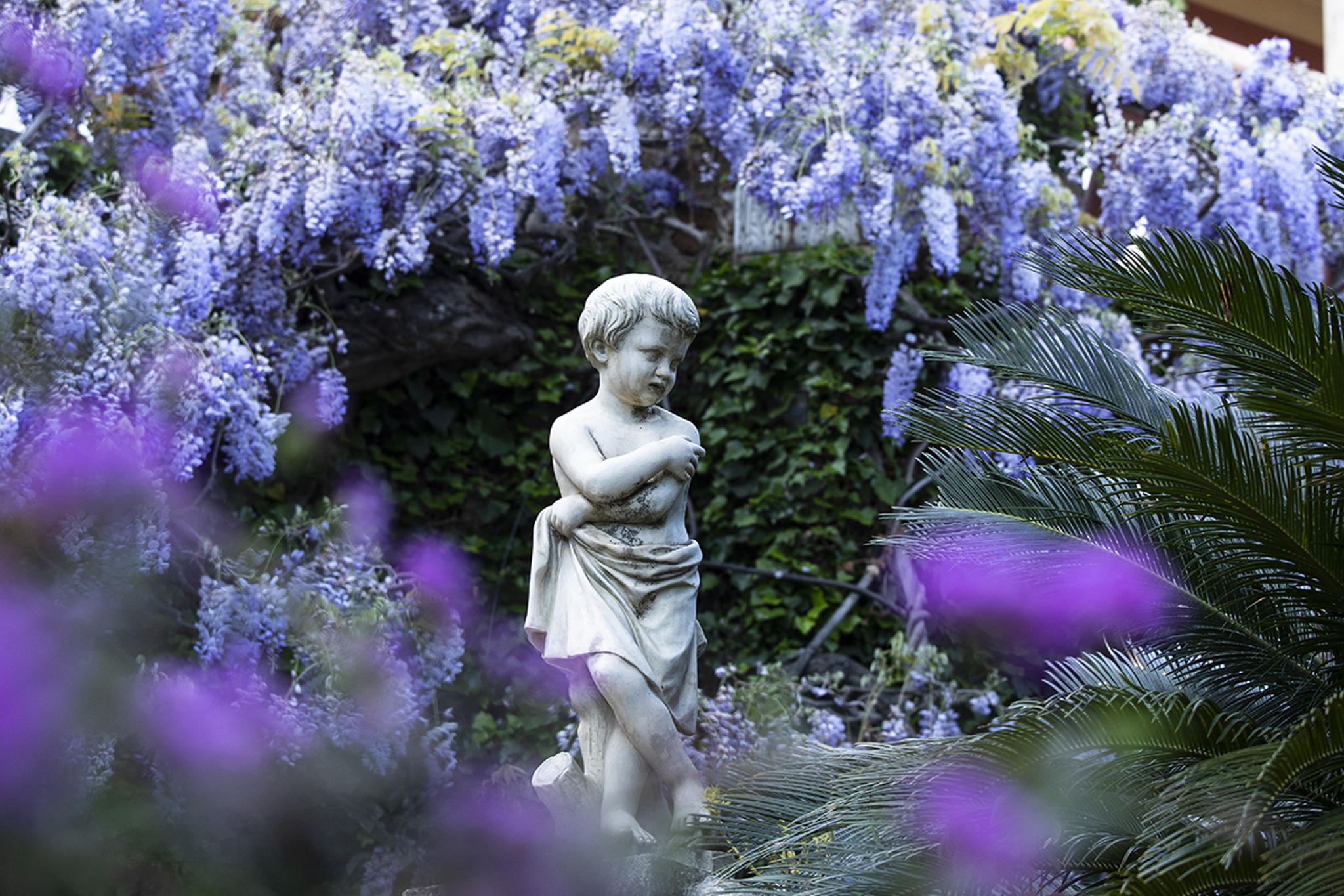 Glicini a Villa della Pergola (Alassio)