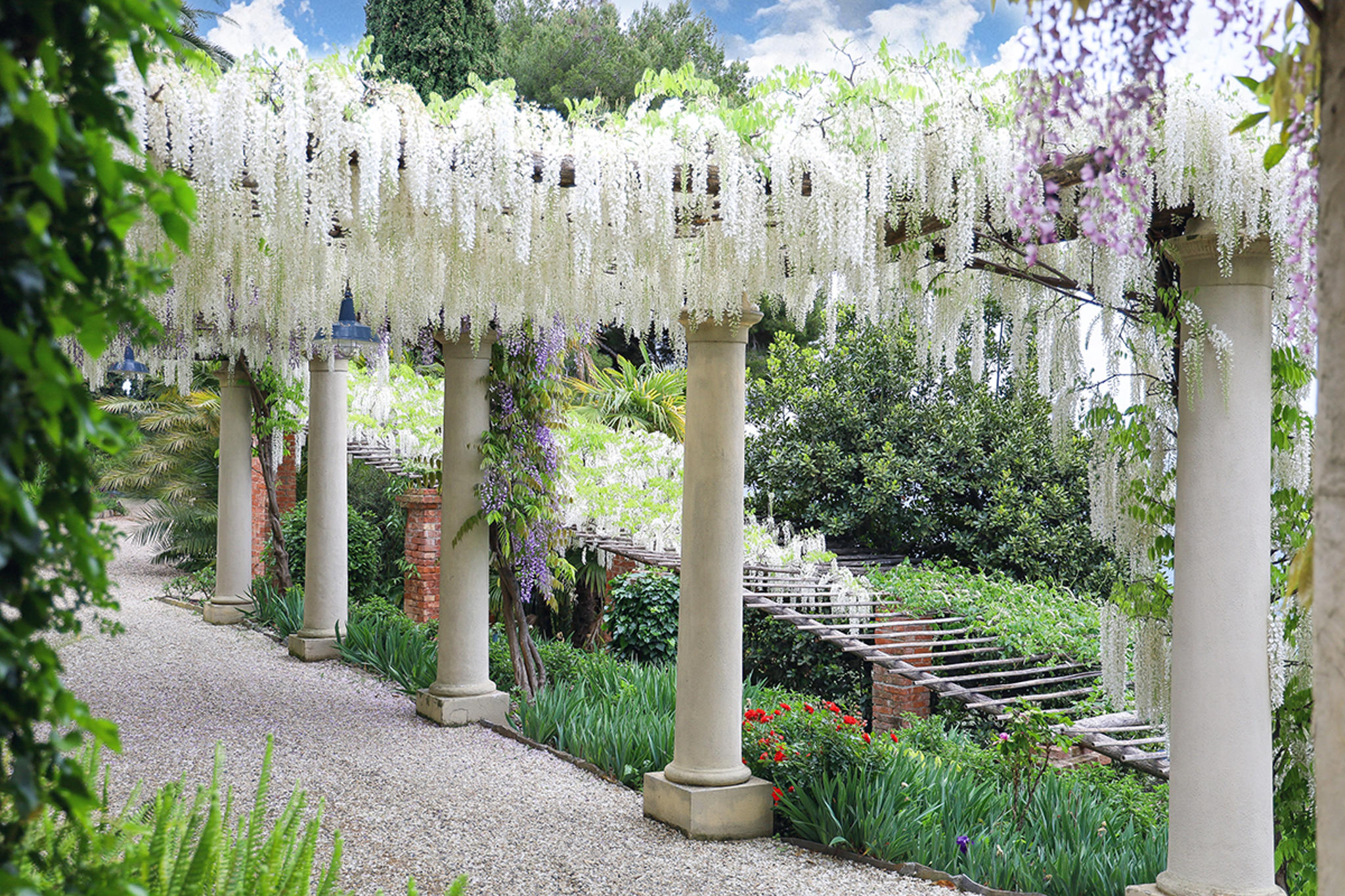 Glicini a Villa della Pergola (Alassio)