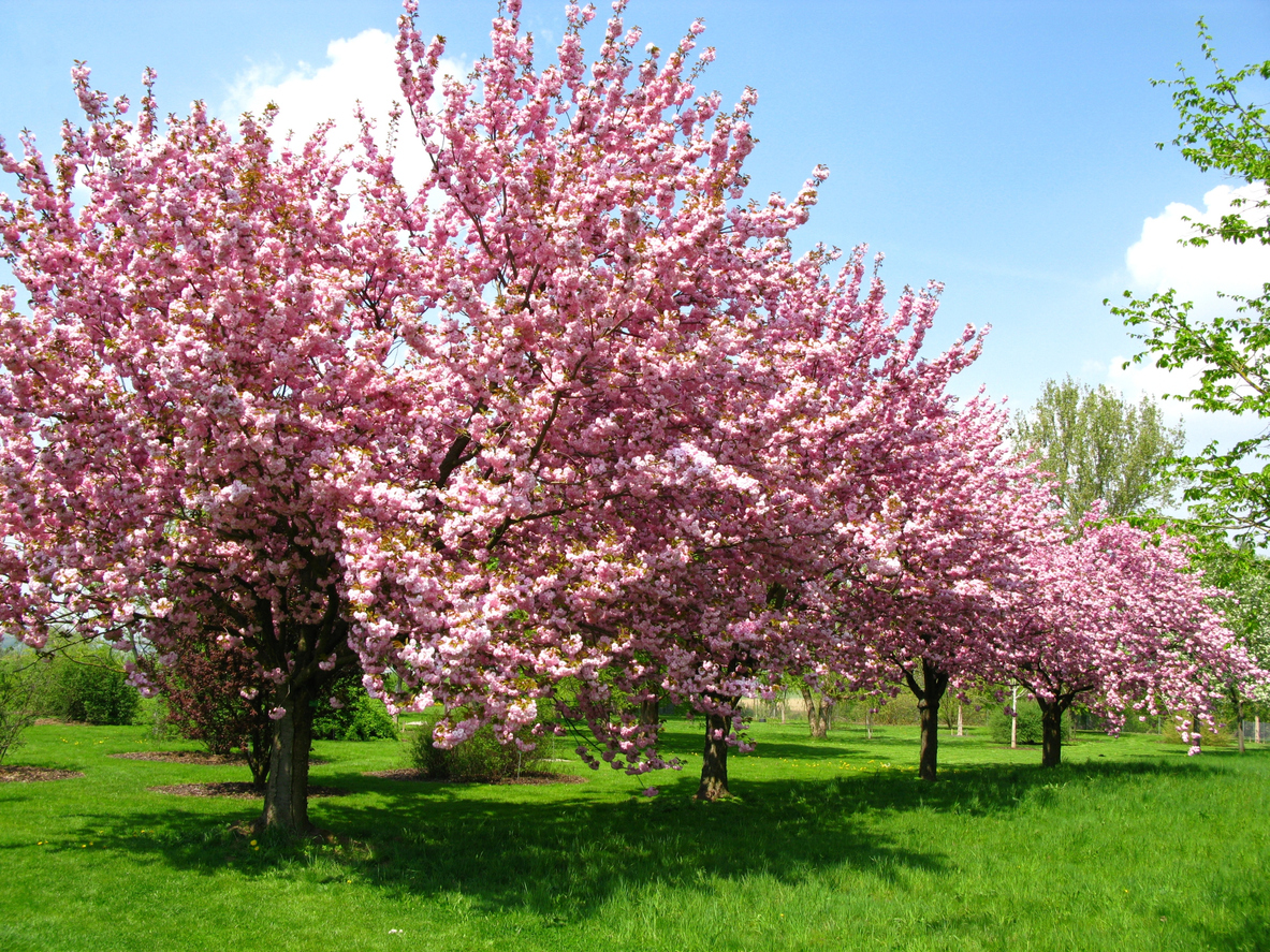 Campi di ciliegi in fiore