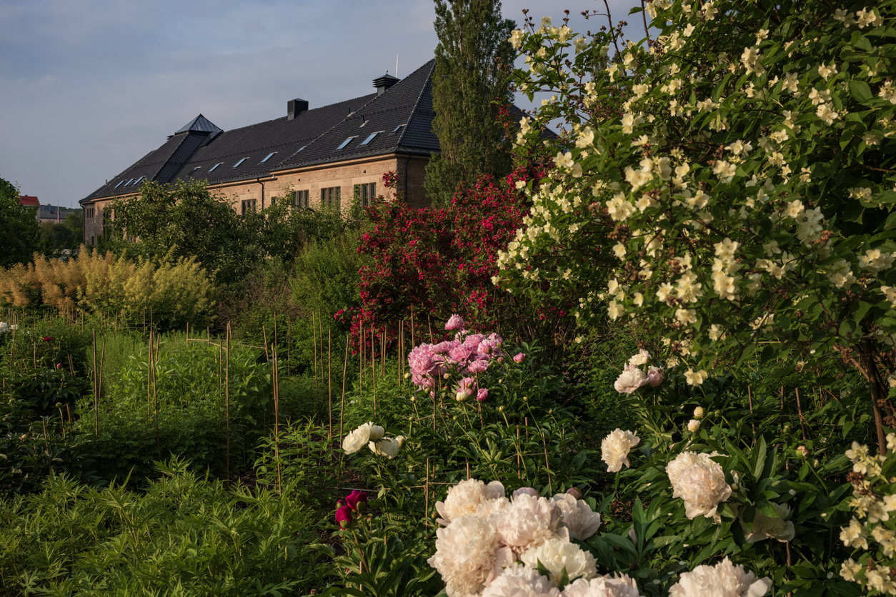 University Botanical Garden (Botanisk hage) - Norvegia (istock)