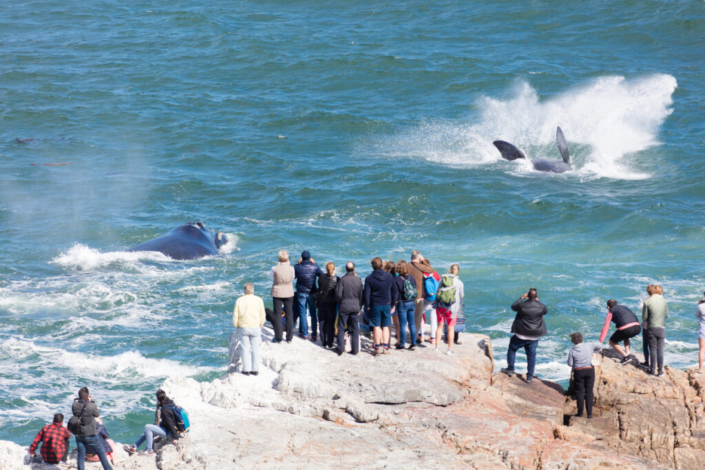 Lo spettacolo delle balene in Sudafrica