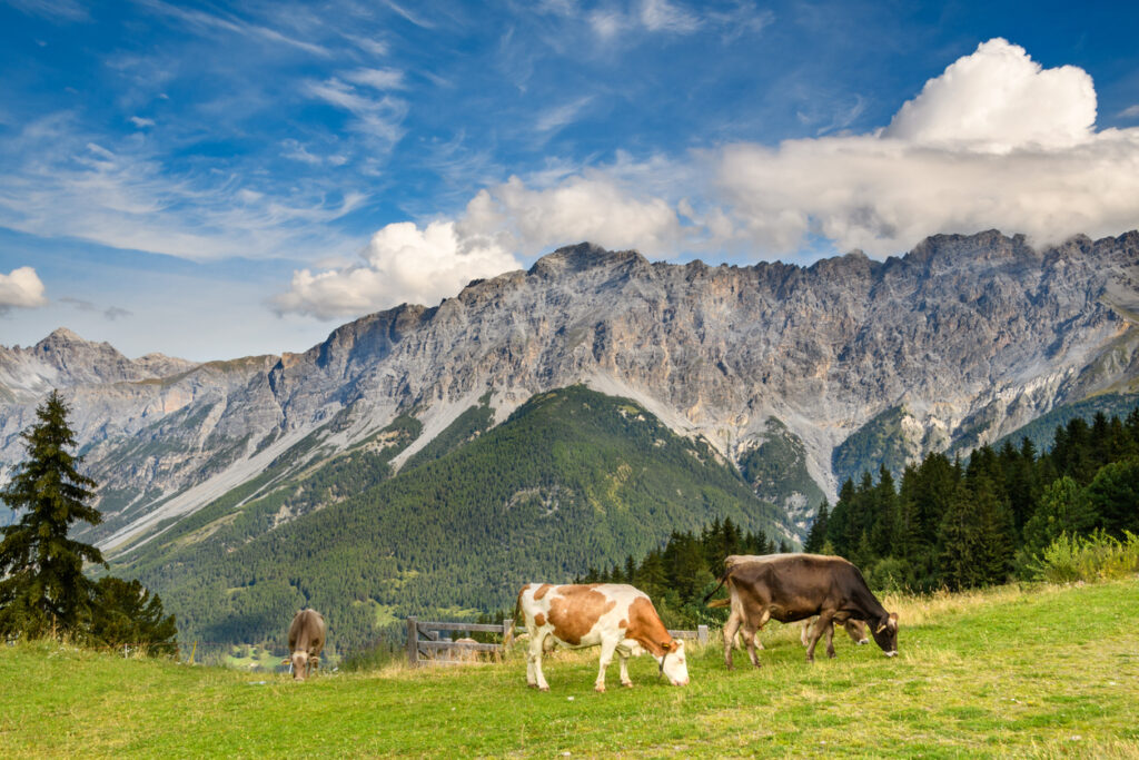 Mucche in alpeggio in Valtellina