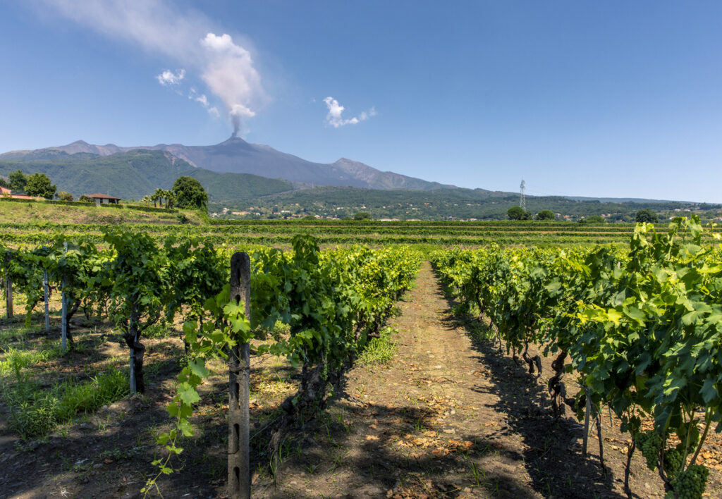 Vigneti siciliani sulle pendici dell'Etna