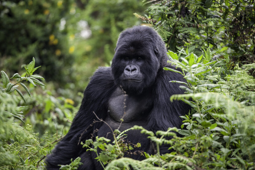 Un gorilla seduto nel Parco Nazionale idei Vulcani in Ruanda