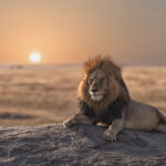 Un leone al tramonto nella savana