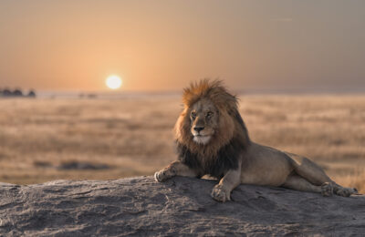 Un leone al tramonto nella savana