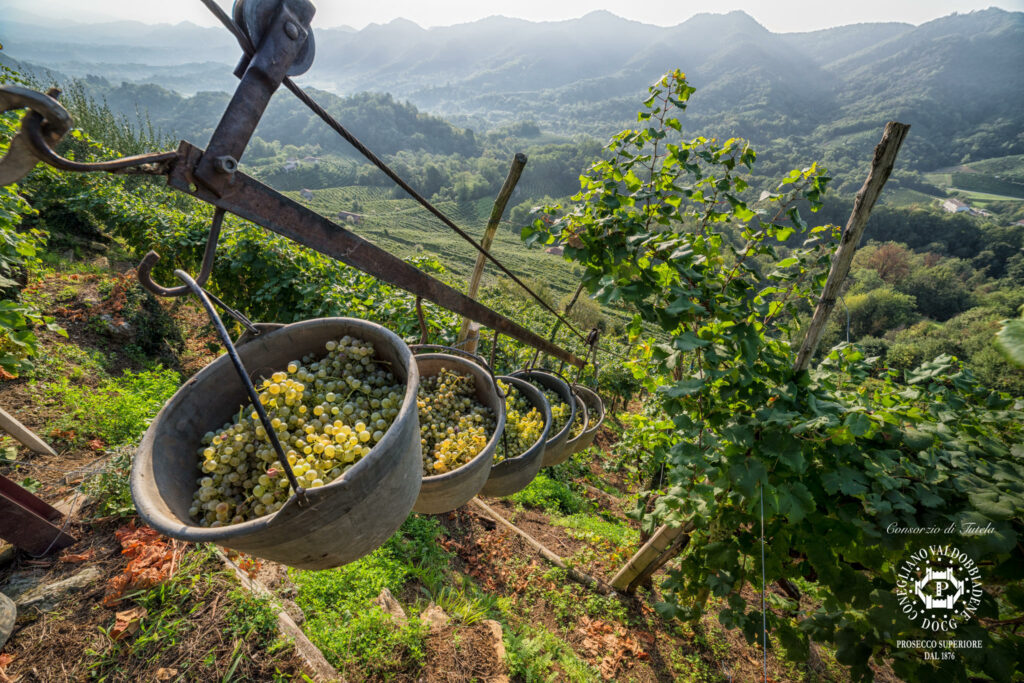 Vendemmia eroica nelle colline del Conegliano Valdobbiadene Prosecco DOCG