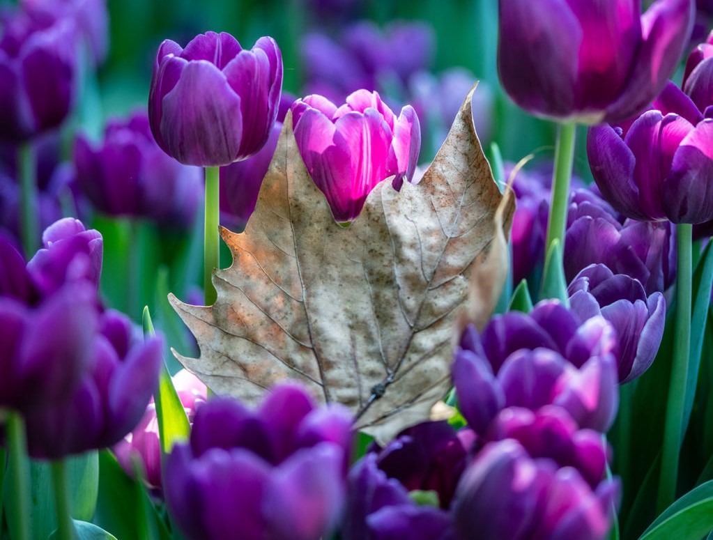 I tulipani in autunno