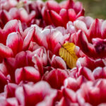 autunno colorato e fiorito al parco Giardino Sigurta di Verona