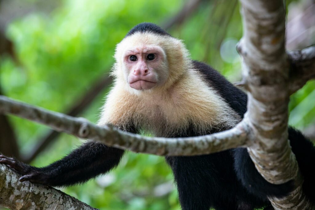 Incontri nei viaggi in Costa Rica